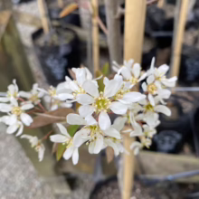 Amelanchier canadensis (Canadian Serviceberry) flower.