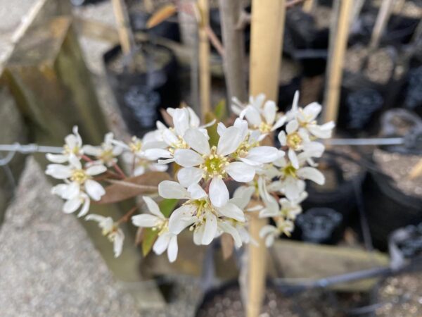 <i>Amelanchier canadensis</i> - Image 11