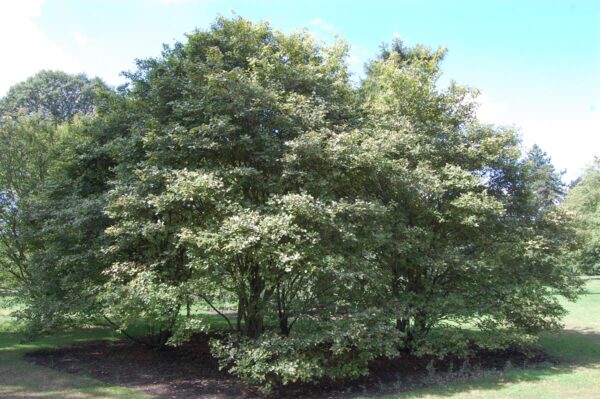 <i>Amelanchier canadensis</i> - Image 12