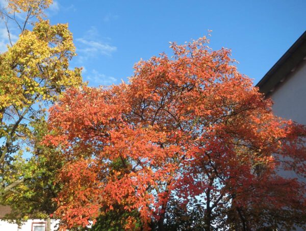 <i>Amelanchier canadensis</i> - Image 2