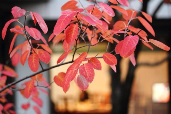 <i>Amelanchier canadensis</i> - Image 3