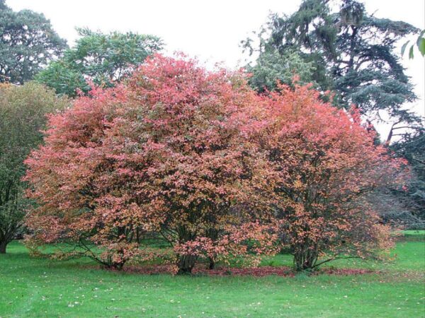 <i>Amelanchier canadensis</i> - Image 4