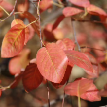 Amelanchier canadensis (Canadian Serviceberry) autumn foliage.
