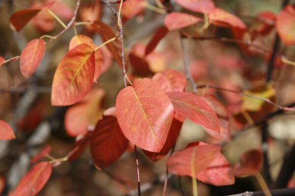 <i>Amelanchier canadensis</i> - Image 5