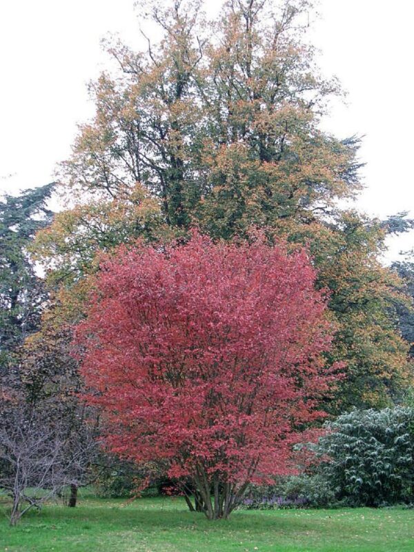 <i>Amelanchier canadensis</i> - Image 6