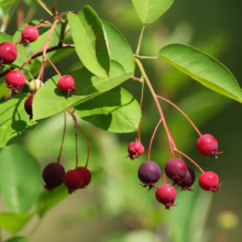 Amelanchier canadensis (Canadian Serviceberry) hanging fruits.
