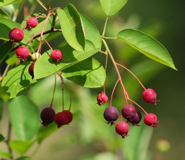 <i>Amelanchier canadensis</i> - Image 7