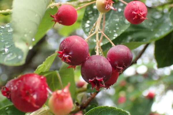 <i>Amelanchier canadensis</i> - Image 8