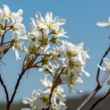 Amelanchier canadensis (Canadian Serviceberry) flowers.