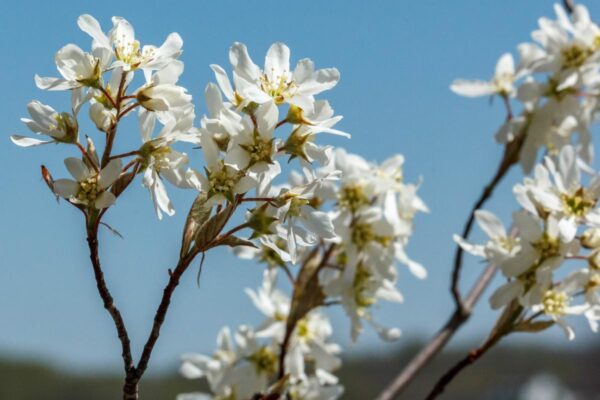 <i>Amelanchier canadensis</i> - Image 9