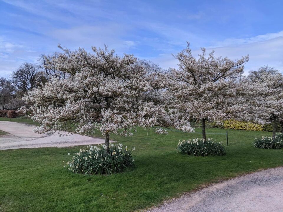 Amelanchier canadensis (Canadian Serviceberry) flowering down a driveway.