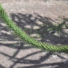 Araucaria araucana Foliage
