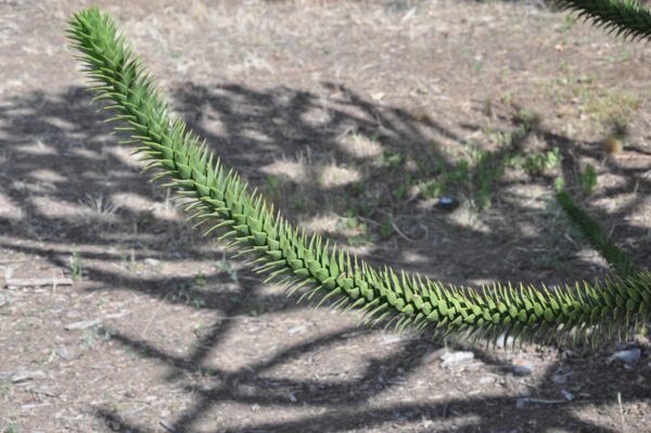 <i>Araucaria araucana</i> - Image 2