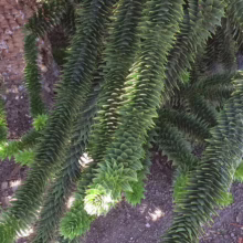 Araucaria araucana Foliage