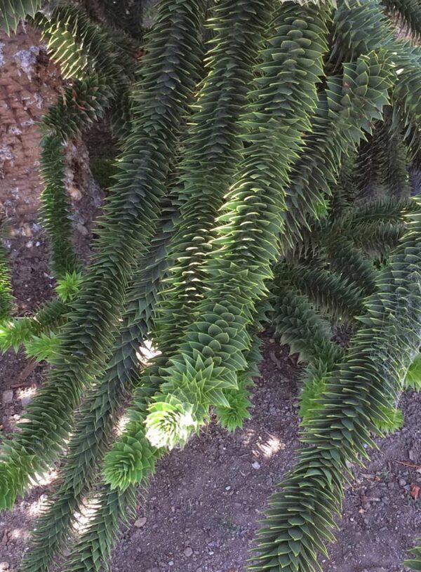 <i>Araucaria araucana</i> - Image 3