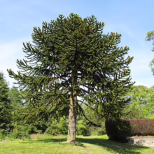 Araucaria araucana Tree