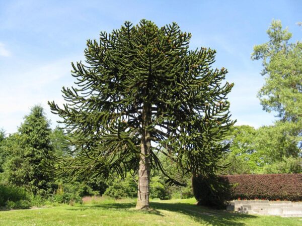 <i>Araucaria araucana</i> - Image 4