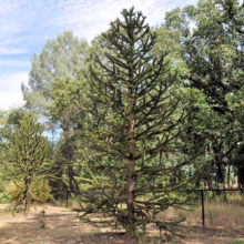 Araucaria araucana Tree