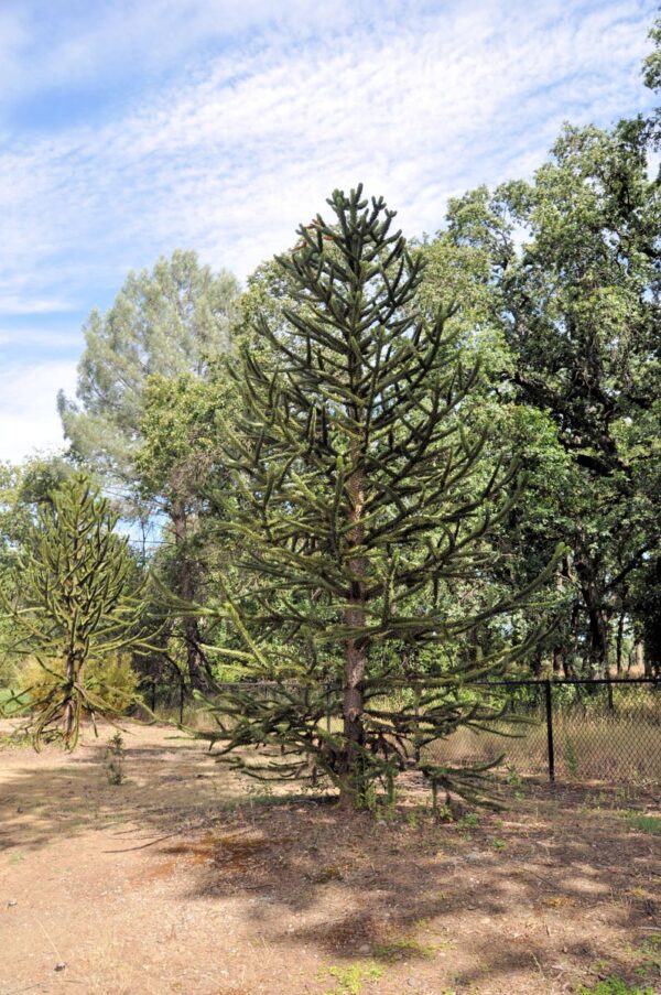 <i>Araucaria araucana</i> - Image 5