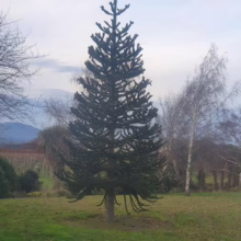 Araucaria araucana Tree
