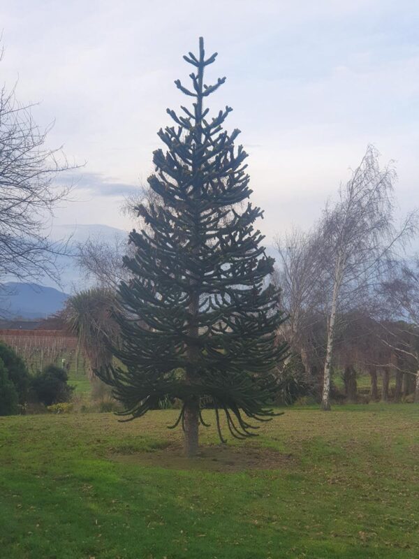 <i>Araucaria araucana</i> - Image 6