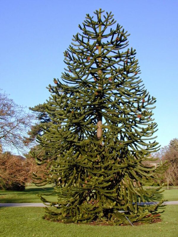 <i>Araucaria araucana</i>