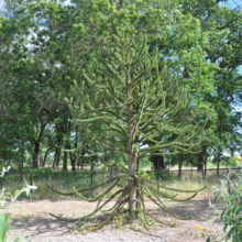 Araucaria araucana Tree