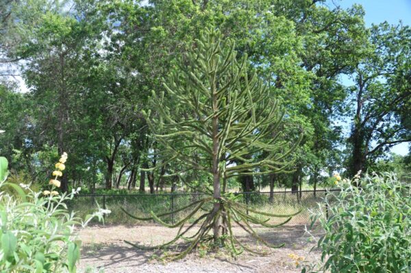 <i>Araucaria araucana</i> - Image 7