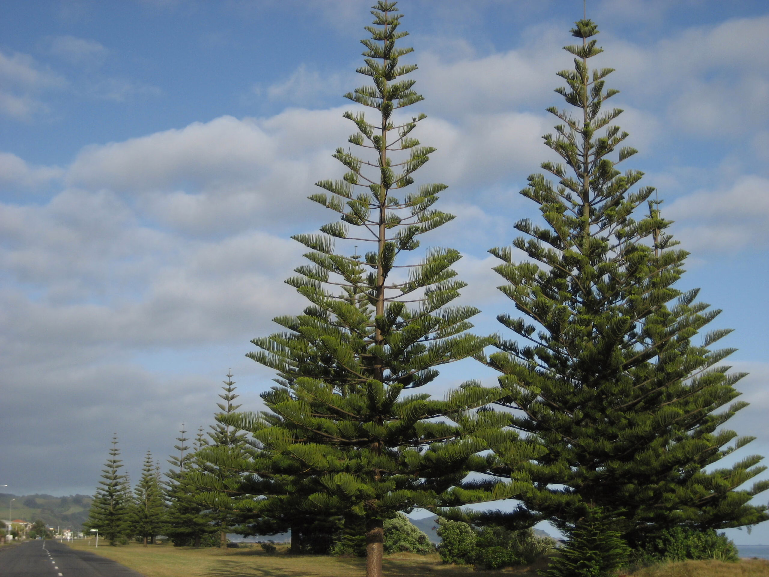 Araucaria heterophylla trees stand tall against a blue sky, showcasing their distinctive symmetrical, pyramid-like shape.