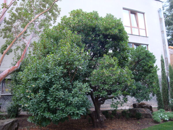 <i>Arbutus unedo</i>