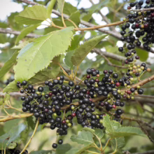Aristotelia serrata Fruit