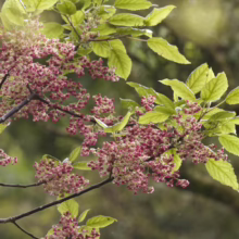 Dogwood tree branch in bloom. Clusters of tiny, deep pink flowers and bright green leaves stand out against a blurred forest background.
