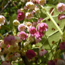 Aristotelia serrata Flower