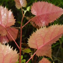 Aristotelia serrata Foliage