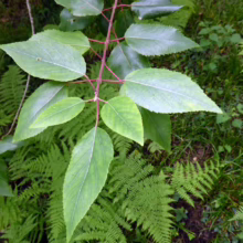 Aristotelia serrata Foliage