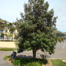 Lush pohutukawa tree stands tall on a traffic island, its dark green leaves a vibrant contrast against the light yellow buildings and the hillside homes in the background. A peaceful coastal scene.