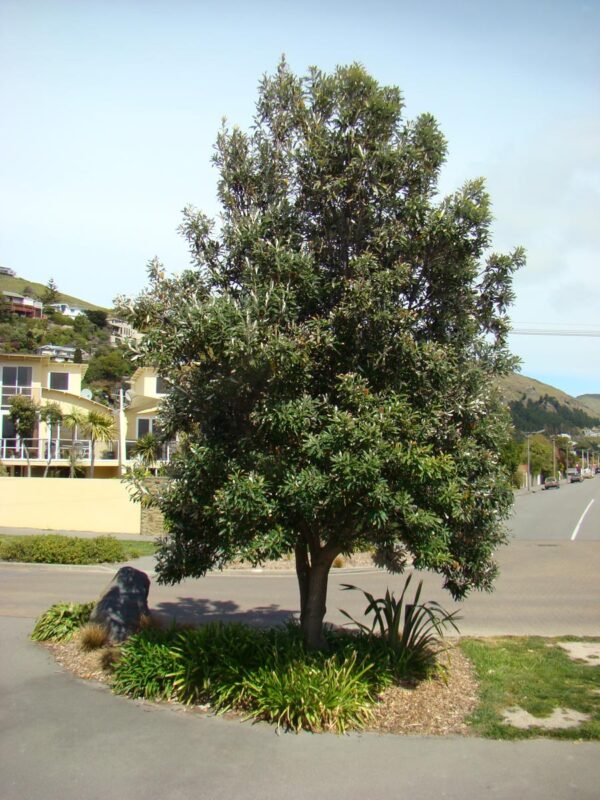 <i>Banksia integrifolia</i> - Image 10