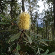 A vibrant yellow Banksia flower stands out against a backdrop of tall eucalyptus trees in a lush Australian forest. The flower's unique, cylindrical shape and spiky texture contrast with the smooth, green leaves.