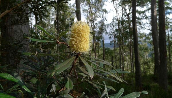 <i>Banksia integrifolia</i> - Image 2