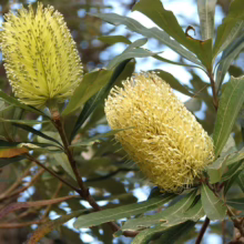 Two vibrant yellow Banksia flowers bloom amidst green foliage. These Australian native flowers add color to the landscape with their unique cylindrical shape and spiky texture.