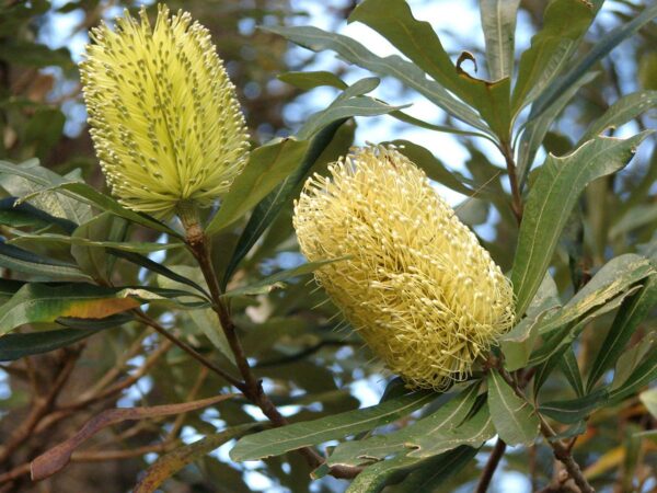 <i>Banksia integrifolia</i> - Image 3
