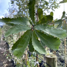 Close-up of a Banksia Marginata plant, showcasing its distinctive, serrated green leaves radiating from a central stem. The plant, likely in a nursery setting, is partially sunlit with other greenery blurred in the background.