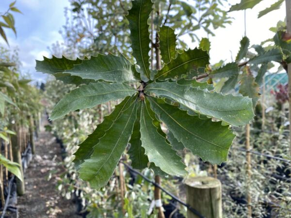 <i>Banksia integrifolia</i> - Image 4