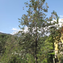 Banksia tree with cylindrical seed pods stands tall in a lush garden setting against a blue sky. Green foliage and a yellow building add to the vibrant scene.