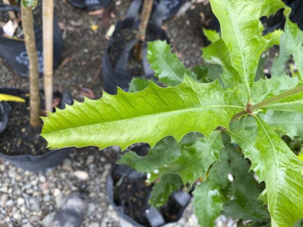 <i>Banksia integrifolia</i> - Image 6