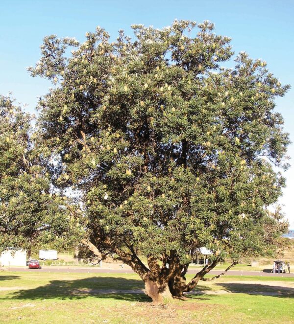<i>Banksia integrifolia</i>