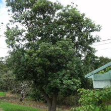 Lush pohutukawa tree with dense green foliage and multiple trunks stands proudly on a grassy lawn, showcasing its iconic form. A glimpse of a building and other greenery adds depth to the scene.