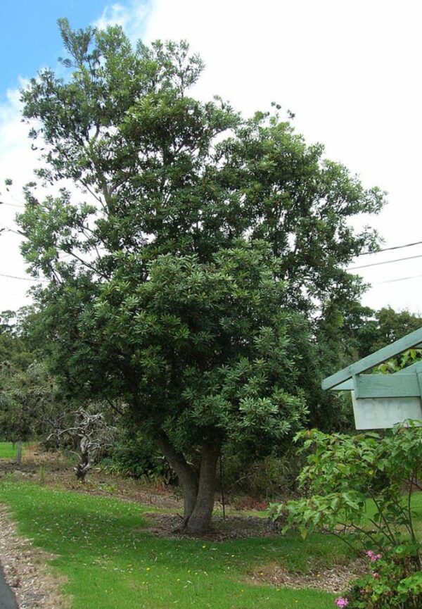 <i>Banksia integrifolia</i> - Image 7