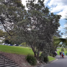 Lush green park scene with mature trees, a grassy hill leading to parked cars, and a paved path where people stroll. A staircase with red fire hydrants sits to the left, adding a pop of color.