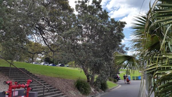 <i>Banksia integrifolia</i> - Image 8